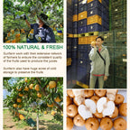 Sun Farm - Korea 100% NFC Real Fruit Juice | No Added Sugar | Natural Sweetness From Fruits | For 8M+ (30 pack 1 crtn)